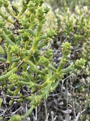Tecticornia triandra