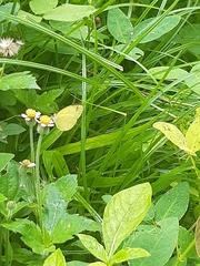 Eurema hecabe