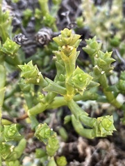 Tecticornia triandra