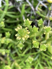 Tecticornia triandra