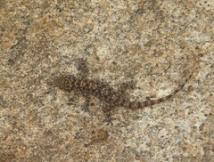 Hemidactylus rishivalleyensis