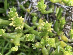 Tecticornia triandra