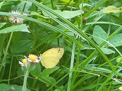 Eurema hecabe