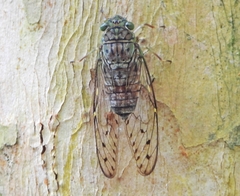 Formosemia apicalis