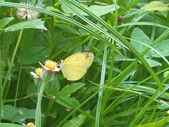 Eurema hecabe