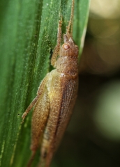 Aphonoides