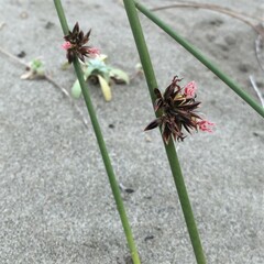 Juncus breweri