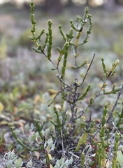 Tecticornia triandra