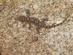 Hemidactylus rishivalleyensis