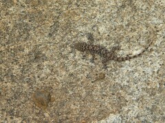 Hemidactylus rishivalleyensis