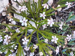 Acmadenia tetragona