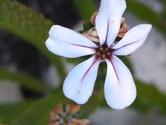 Acmadenia tetragona