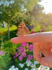 Pararge aegeria tircis