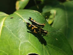 Traulia azureipennis