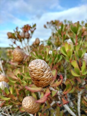 Alatosperma