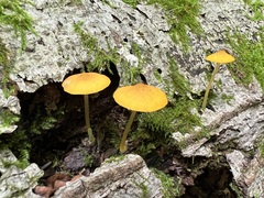 Pluteus admirabilis