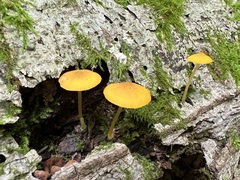 Pluteus admirabilis