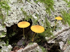 Pluteus admirabilis