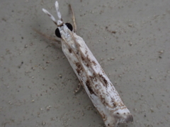 Microcrambus kimballi