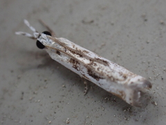 Microcrambus kimballi