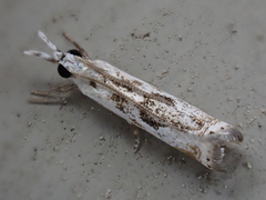 Microcrambus kimballi