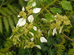 Colignonia