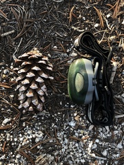 Pinus balfouriana austrina
