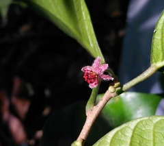Garcia parviflora