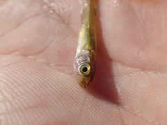 Leptatherina wallacei