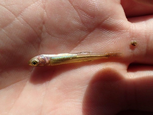 Western hardyhead (Leptatherina wallacei) — Atherinidae — 2