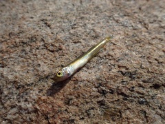 Leptatherina wallacei