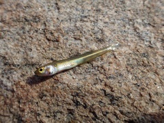 Leptatherina wallacei