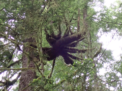 Arceuthobium tsugense