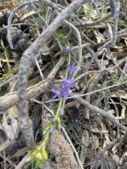 Calectasia narragara