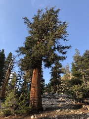Pinus balfouriana austrina