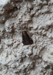 Ochropleura