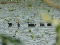 Dendrocygna autumnalis