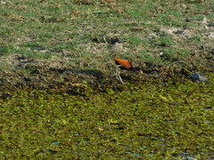Jacana jacana