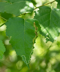 Agromyza alnibetulae
