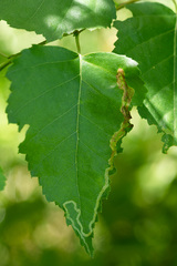 Agromyza alnibetulae