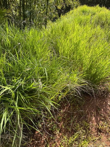 Paspalum scrobiculatum observed 2022-07-23