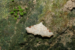 Prolophota trigonifera