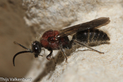 Physetopoda ligustica