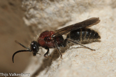 Physetopoda ligustica