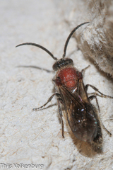 Physetopoda ligustica