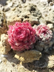 Hyobanche thinophila