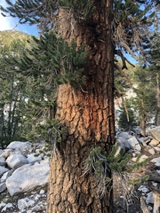 Pinus balfouriana austrina