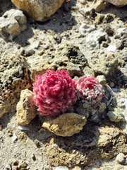 Hyobanche thinophila