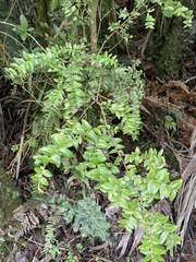Metrosideros diffusa