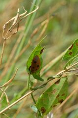 Chelymorpha cassidea